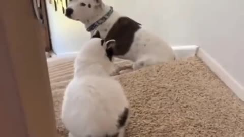 This Cat Has No fear Of This Deadly Pitbull.