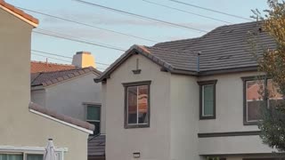 Neighbor's Nosy Dog Jumps to See Over Wall