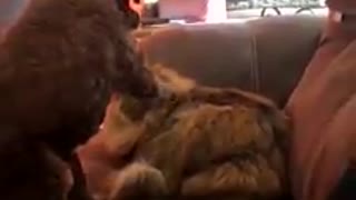 Un perrito despierta a su amigo felino de su siesta para mostrarle su amor y el minino responde