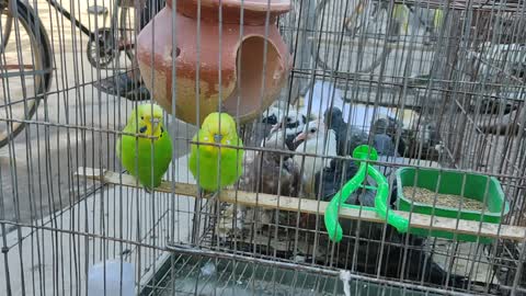 Most beautiful bird budgerigar.