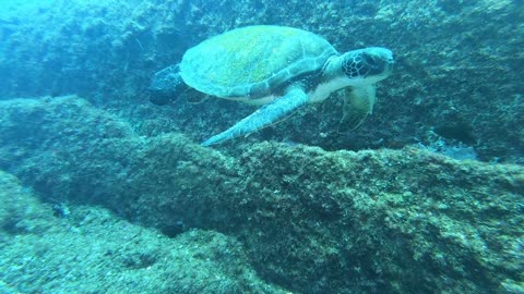 Turtle swimming by