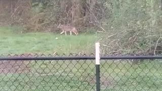 Morning Coyote Visit