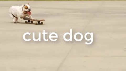 skating board and young man with dog at outdoor sport