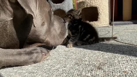Large Dog Shows Love to Tiny Kitten