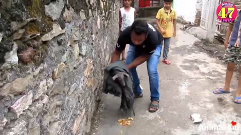 Dog's wagging tail repeatedly hits duckling in the face Shibu kumar 47spoof