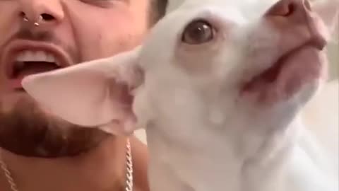 Cute Dog Compilation Video