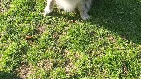 Pomeranian Runs Sideways