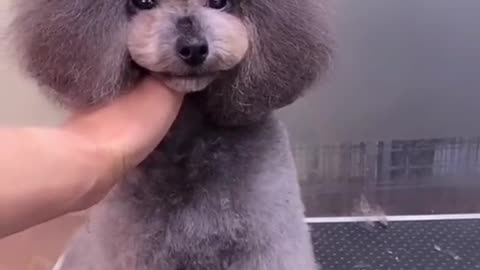 Petgrooming - Cute puppy