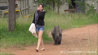 'Nandi' the orphaned rhino baby given a bright future