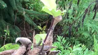 Collecting butterfly larvae at a tree farm