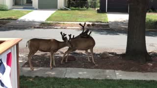 Big Bucks