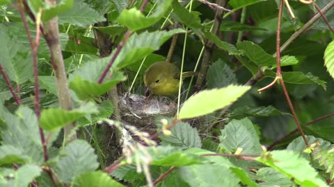 Yellow warbler bird feeding / warbler bird feeding