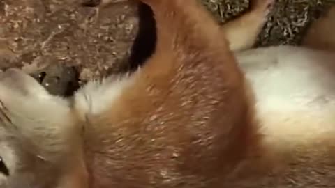 Mama squirrel in labour