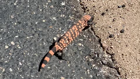 Gila Monster