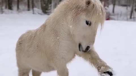 Mini horse in the snow