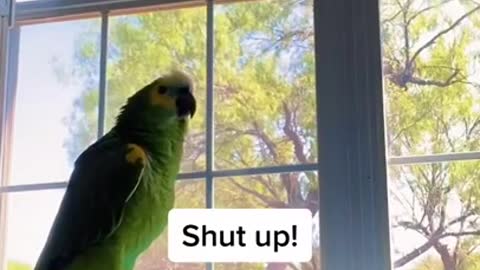 Talking bird tells sister to "Shut Up"