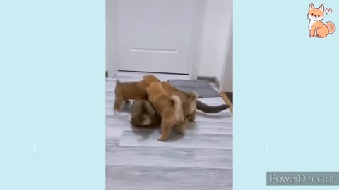 Cute baby dogs funny videos sleeping dogs dogs dancing vidieo