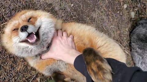 Happy Fox