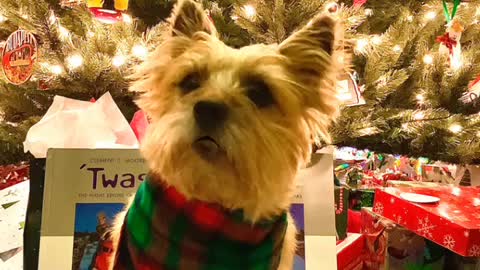 Norwich Terrier - ‘Twas the Night before Christmas