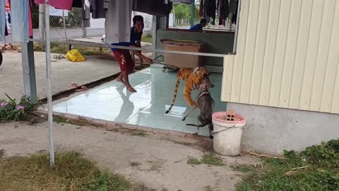 Nice Fake Tiger Prank Dog!!!