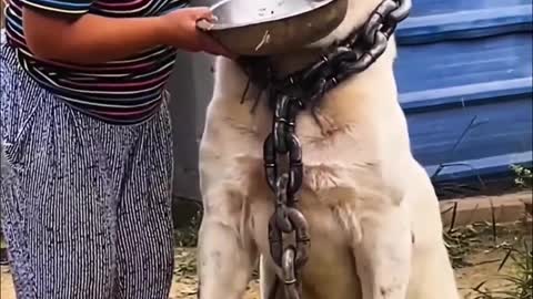 Monster Alabai - Central Asian Shepherd Dog