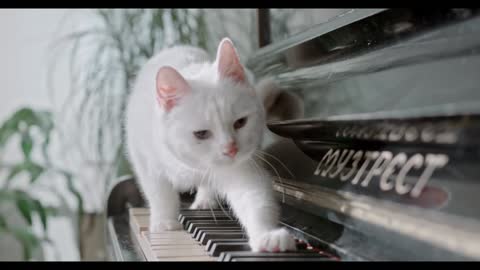 musician cat