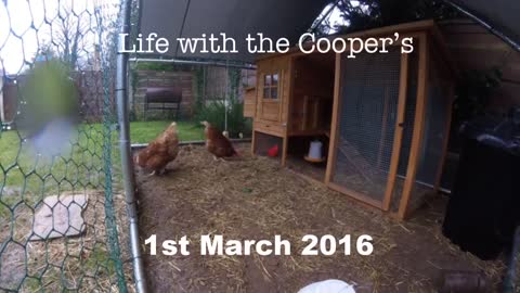 Day in the life of a chicken