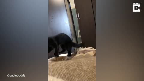 Woman Has Adorable Pet Sable