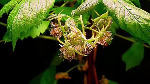 Raspberries fruiting time lapse 🌱