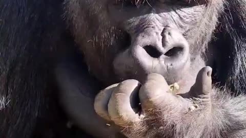 In male gorillas the jaw muscles attach at the top of the skull, can you see his jaw muscles moving