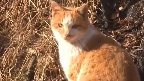 The mother's love of a cat! after watching it, i can't help to cry.