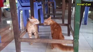 Funny Cat Videos