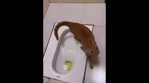 New Funny Animals 2023 😄 Funniest Cats and Dogs