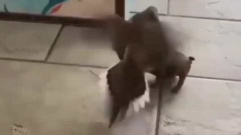 doggie vs bird
