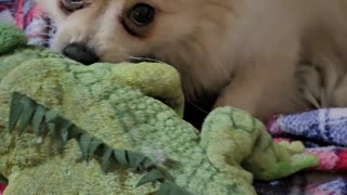 🐶🎉 Adorable 1-Year-Old Pomeranian's Pure Joy Over New Toy! 🦴