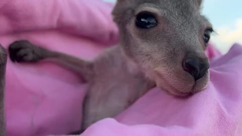 Orphan baby kangaroo 🦘 #adorable#nature#view