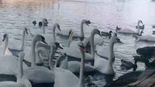 Swans in Prague