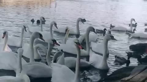 Swans in Prague