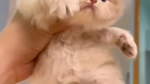 Cute pussy cat, part 4