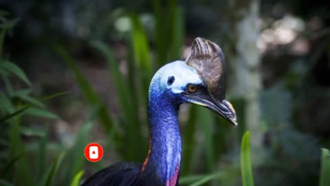 10 most dangerous birds in the world