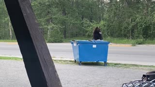 Bear Opens Blue Lunchbox