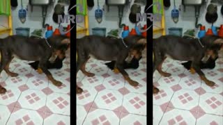 Dog screaming with toy