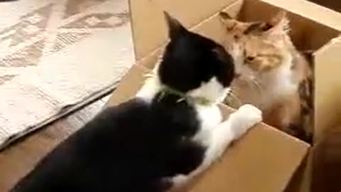 Cat fight