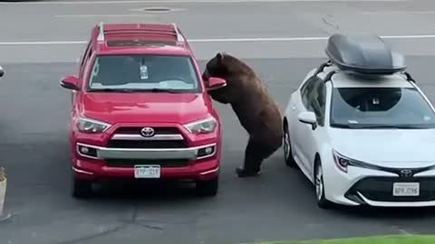 Huge bear jumps inside the car 🐻🤭🚨🚙