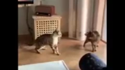 Cat angry and fight 🥵 #cat #cats #viral #trending #rumble #shorts #short