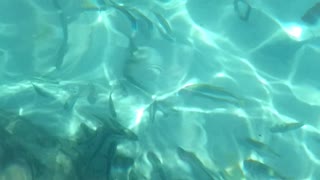 Coral reef with stingray and fish