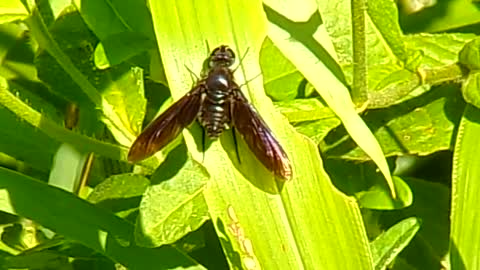 Bee Fly..Amthrax arterrimus