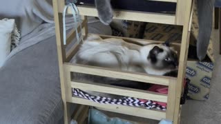 Cats Create Bunk Beds Out Pot Plant Holder