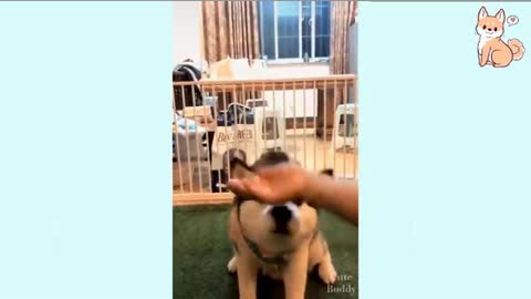 Husky dog owner make dog angry