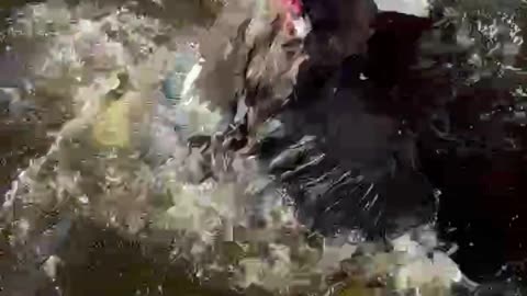 1-13-23 male ducks fighting over female.